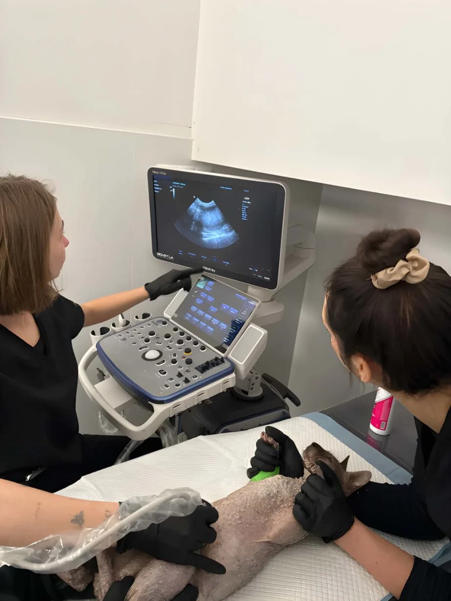 Ветеринарна клініка Imperium Vet Львів - прийом тварин