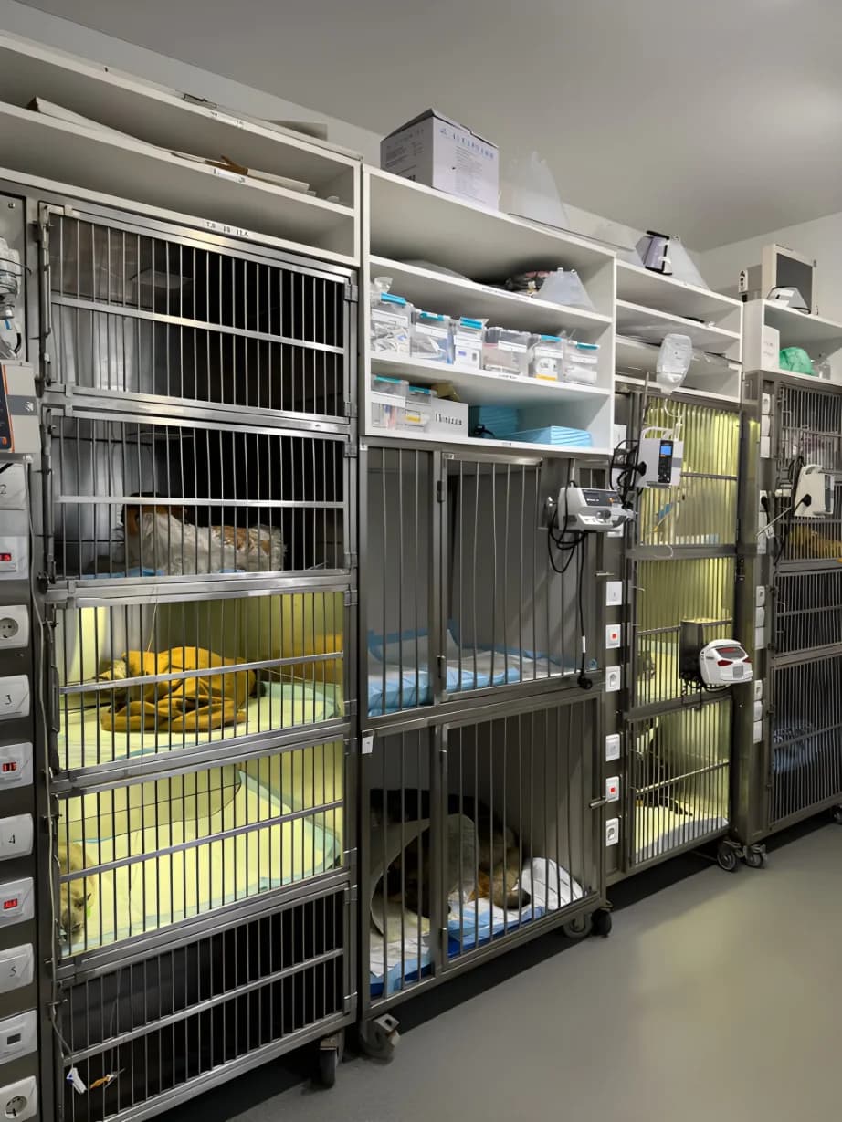 Хірургічна операція у ветеринарній клініці Imperium Vet